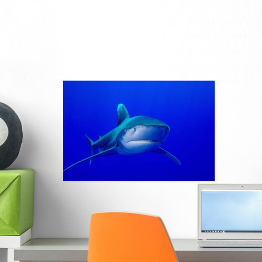 Oceanic Whitetip Shark Cat Wall Decal Design 10