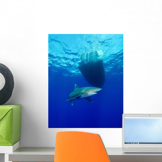 Oceanic Whitetip Shark Circling Wall Decal