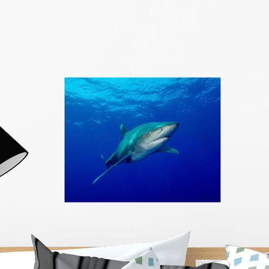 Oceanic Whitetip Shark Cat Wall Decal Design 9