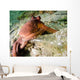 Common Octopus Protecting Bottle Wall Decal