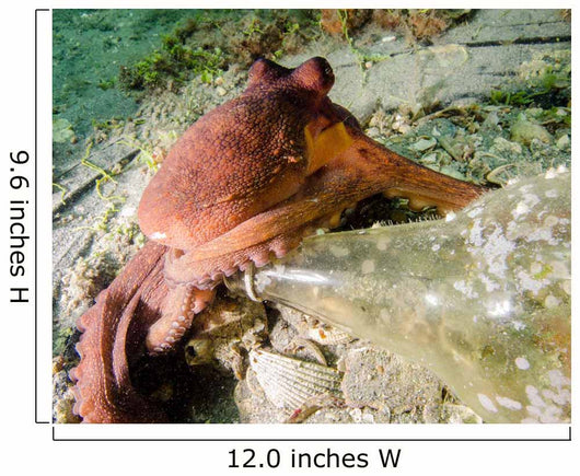 Common Octopus Protecting Bottle Wall Decal