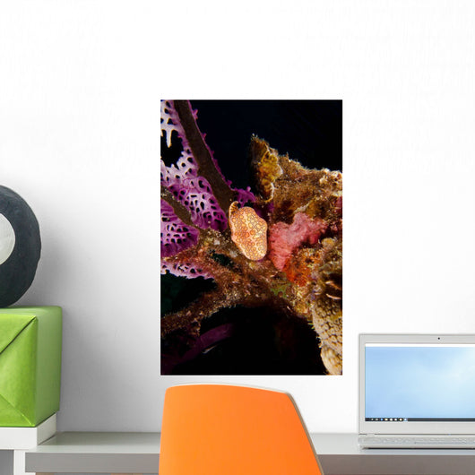 Flamingo Tongue Snail Coral Wall Decal