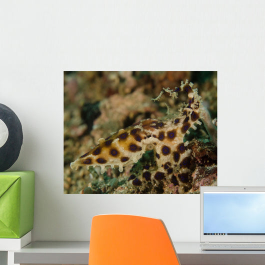Blue-ringed Octopus Lembeh Strait Wall Decal
