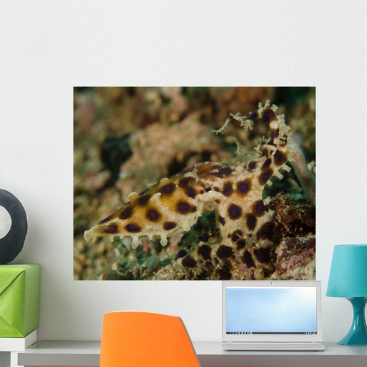 Blue-ringed Octopus Lembeh Strait Wall Decal