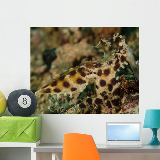 Blue-ringed Octopus Lembeh Strait Wall Decal