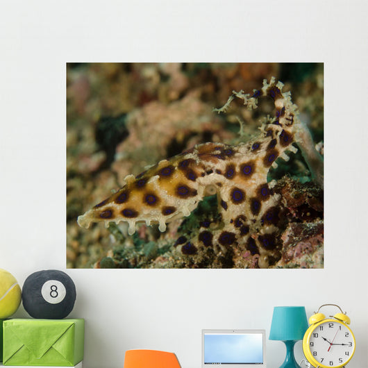 Blue-ringed Octopus Lembeh Strait Wall Decal
