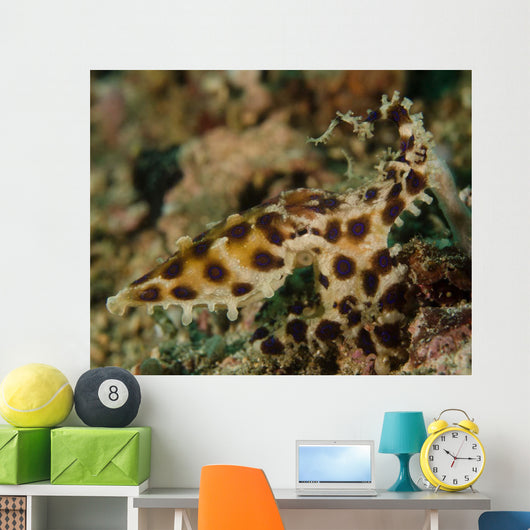 Blue-ringed Octopus Lembeh Strait Wall Decal