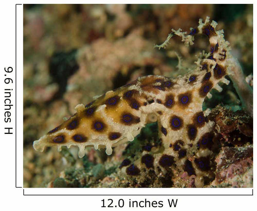 Blue-ringed Octopus Lembeh Strait Wall Decal