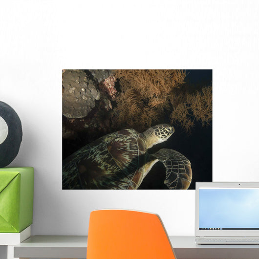 Green Turtle Bunaken Marine Wall Decal Design 5