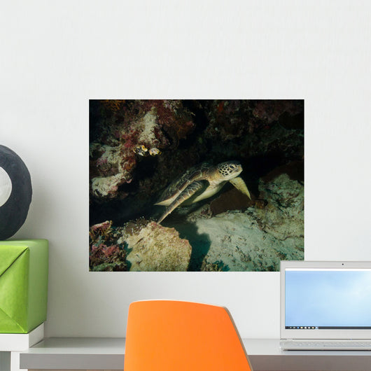 Green Turtle Bunaken Marine Wall Decal Design 3