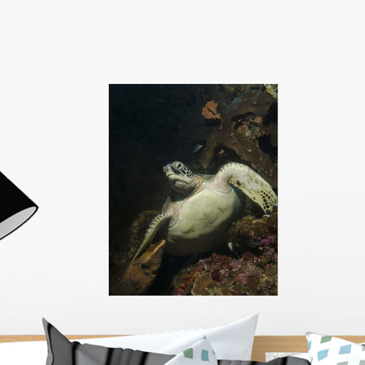 Green Turtle Bunaken Marine Wall Decal Design 1