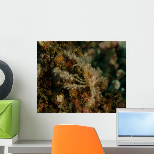 Decorator Crab Lembeh Strait Wall Decal