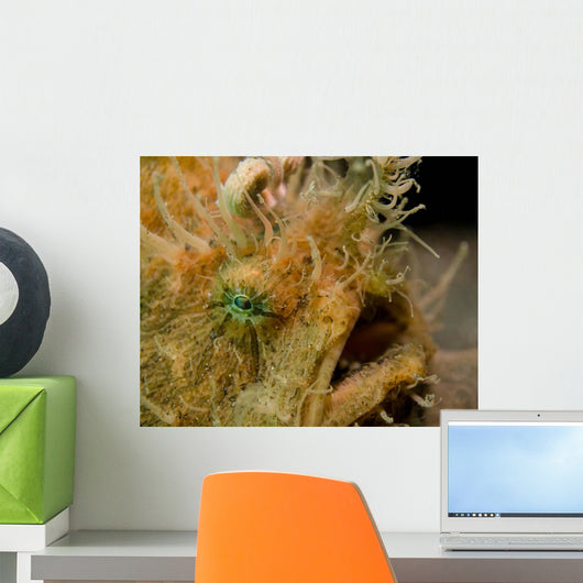 Hairy Frogfish Lembeh Strait Wall Decal
