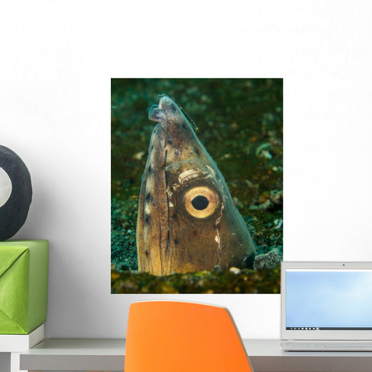 Close-up Blacksaddle Snake Eel Wall Decal