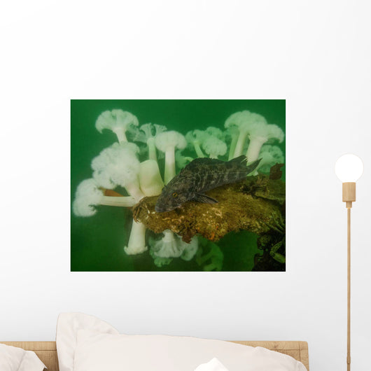 Plumose Anemone and Lingcod Wall Decal