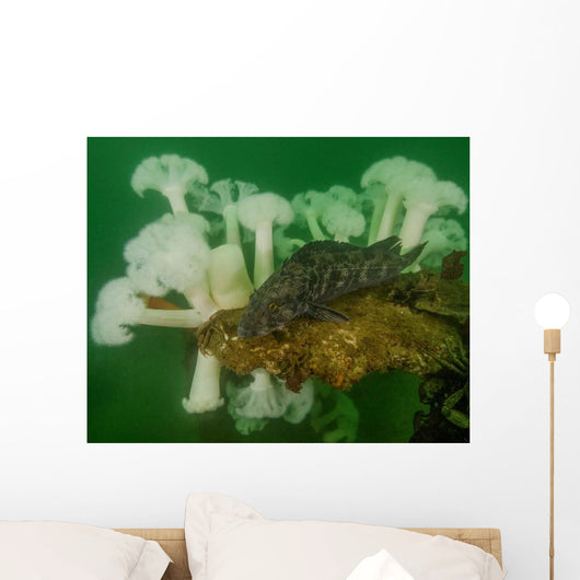 Plumose Anemone and Lingcod Wall Decal
