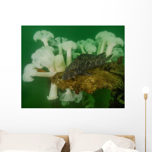 Plumose Anemone and Lingcod Wall Decal