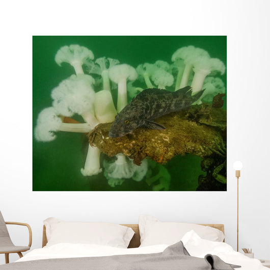 Plumose Anemone and Lingcod Wall Decal