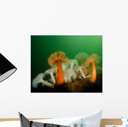 Plumose Anemone Puget Sound Wall Decal
