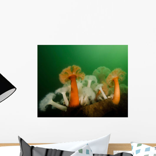 Plumose Anemone Puget Sound Wall Decal