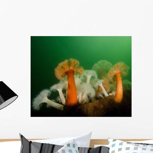 Plumose Anemone Puget Sound Wall Decal