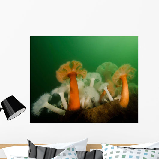 Plumose Anemone Puget Sound Wall Decal