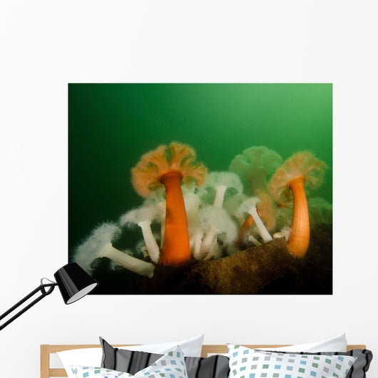 Plumose Anemone Puget Sound Wall Decal