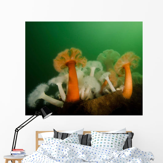 Plumose Anemone Puget Sound Wall Decal
