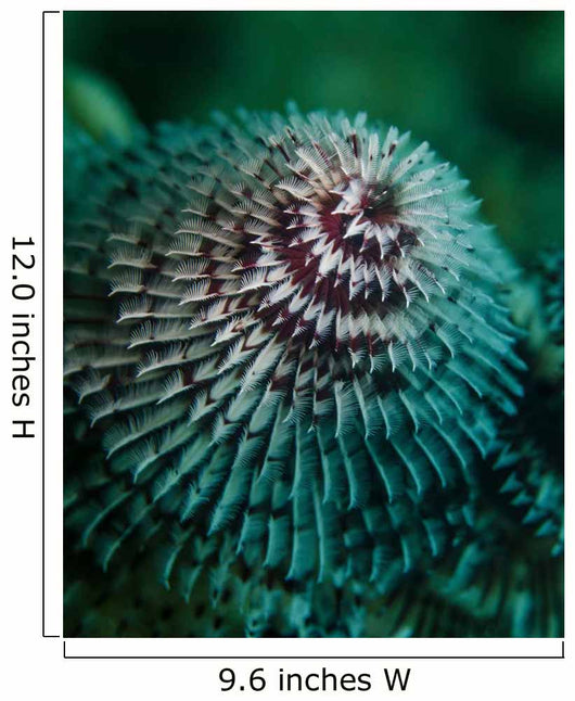 Red and White Christmas Wall Decal