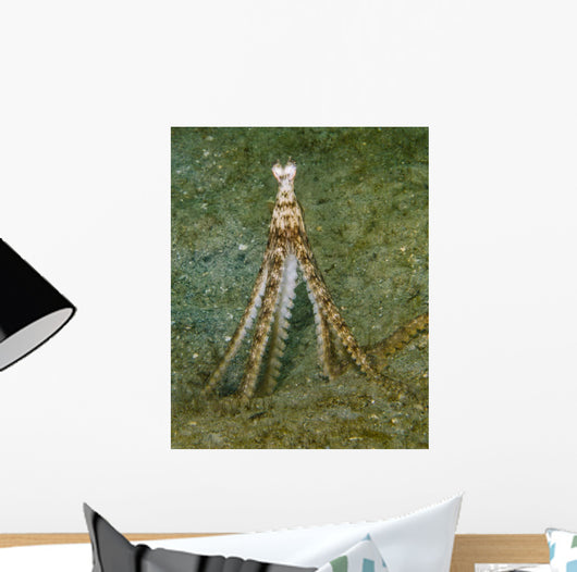 Atlantic Longarm Octopus Stands Wall Decal