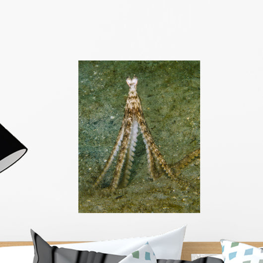 Atlantic Longarm Octopus Stands Wall Decal