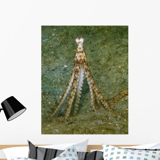 Atlantic Longarm Octopus Stands Wall Decal
