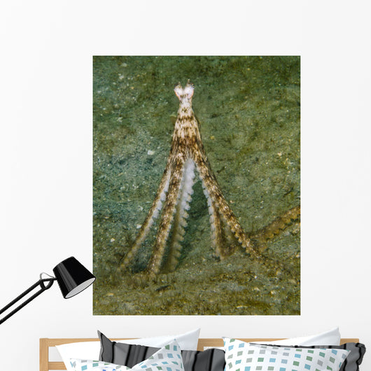 Atlantic Longarm Octopus Stands Wall Decal