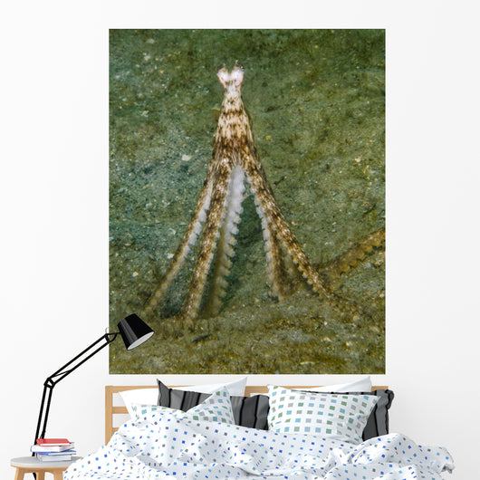Atlantic Longarm Octopus Stands Wall Decal