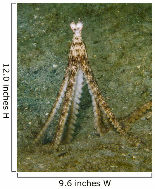 Atlantic Longarm Octopus Stands Wall Decal