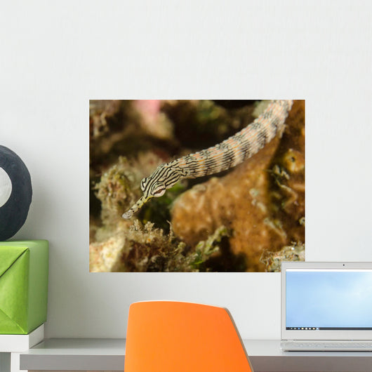 Scribbled Pipefish Indonesia Wall Decal