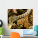 Scribbled Pipefish Indonesia Wall Decal