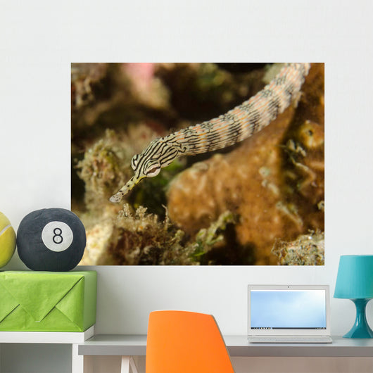 Scribbled Pipefish Indonesia Wall Decal
