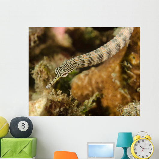 Scribbled Pipefish Indonesia Wall Decal