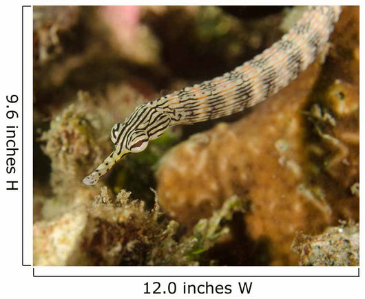 Scribbled Pipefish Indonesia Wall Decal