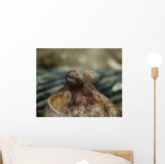 Octopus Eyeballs West Palm Wall Decal