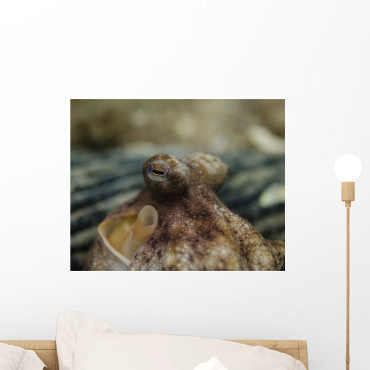 Octopus Eyeballs West Palm Wall Decal