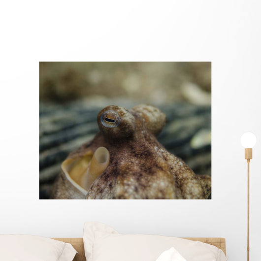 Octopus Eyeballs West Palm Wall Decal