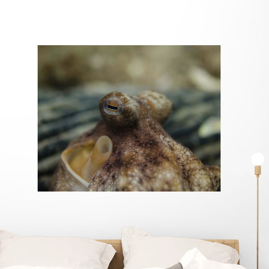 Octopus Eyeballs West Palm Wall Decal
