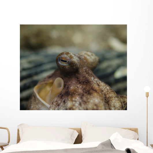 Octopus Eyeballs West Palm Wall Decal