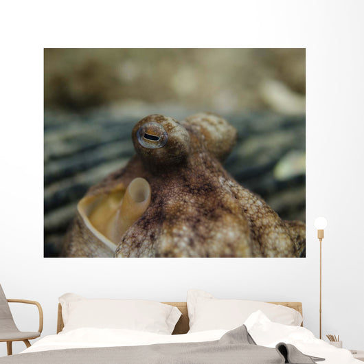 Octopus Eyeballs West Palm Wall Decal