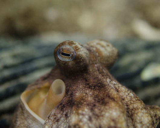 Octopus Eyeballs West Palm Wall Decal