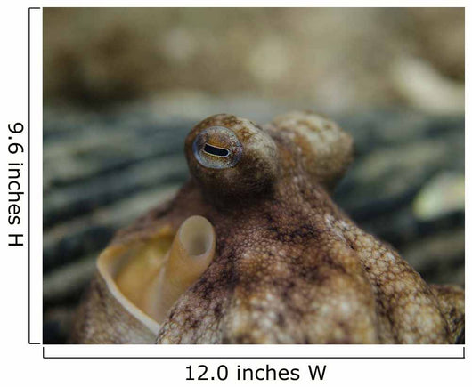 Octopus Eyeballs West Palm Wall Decal