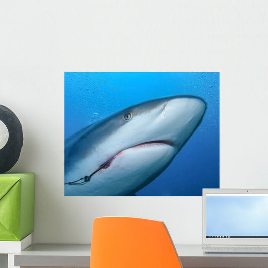 Caribbean Reef Shark with Wall Decal