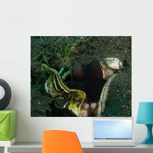 Coconut Octopus Sulawesi Indonesia Wall Decal